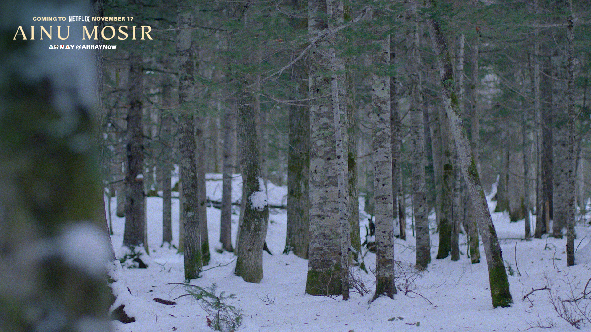 Serene Winter Forest Path
