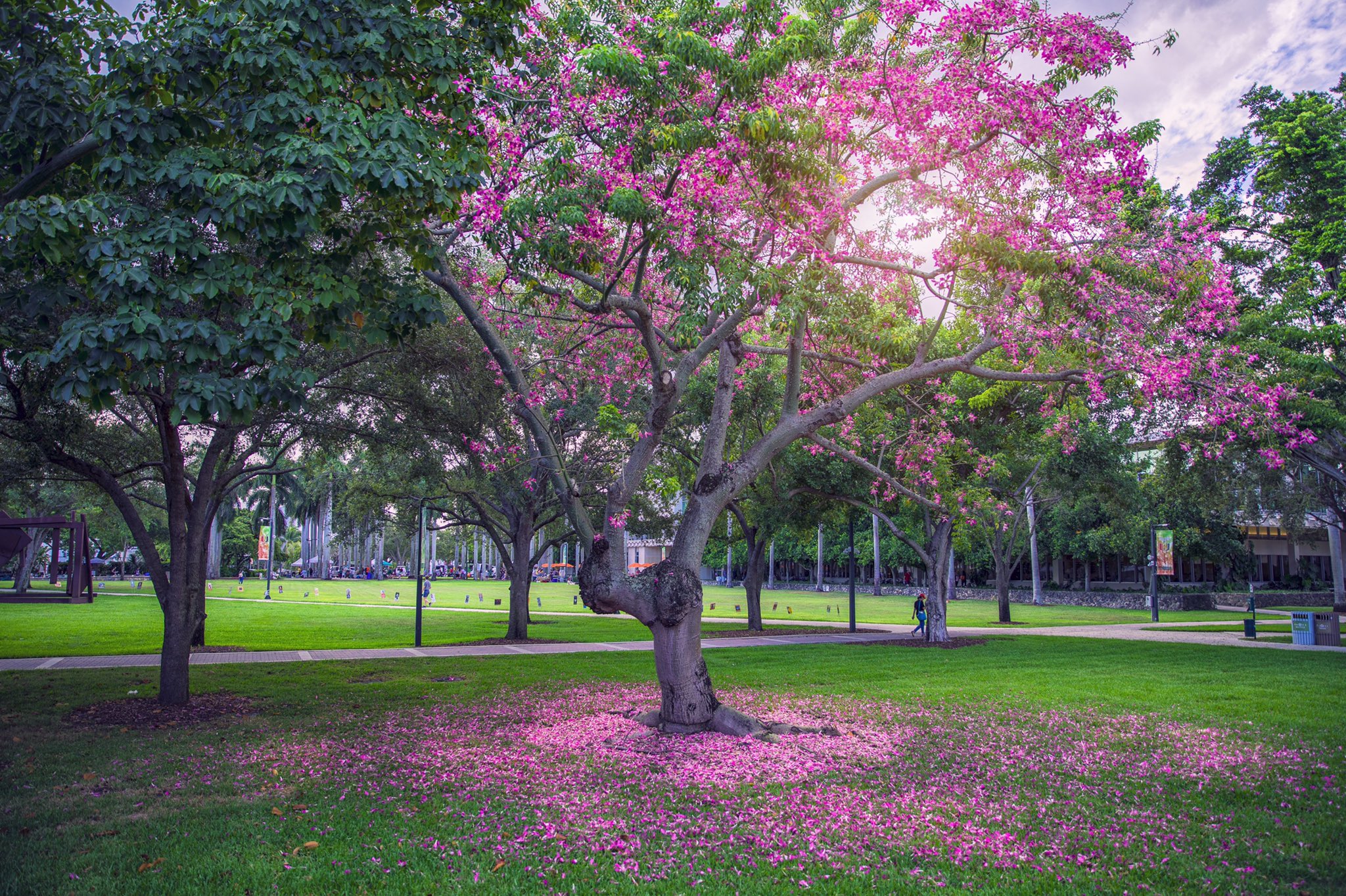 Spring Cherry Blossom Park