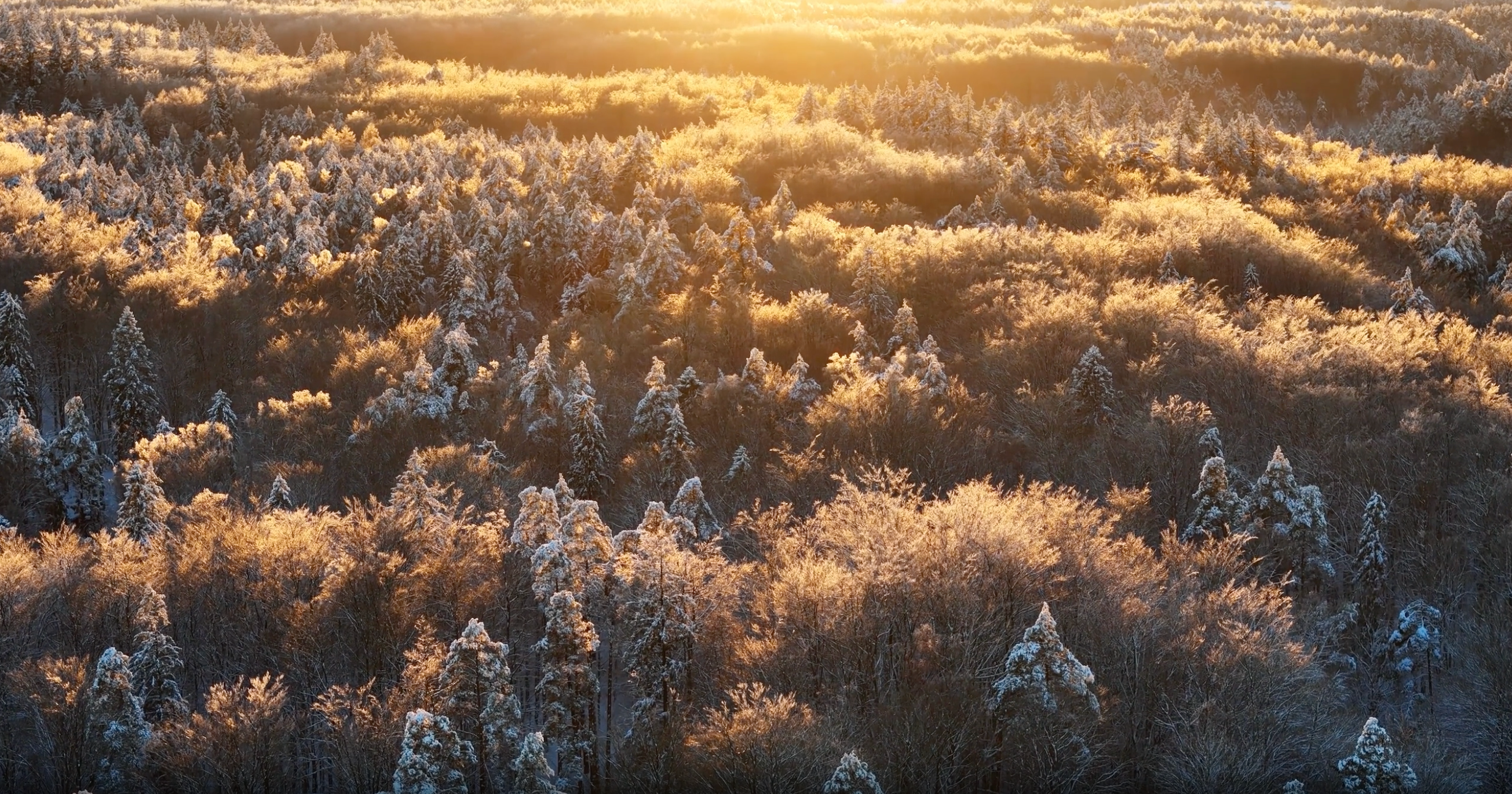 Nola profile banner image