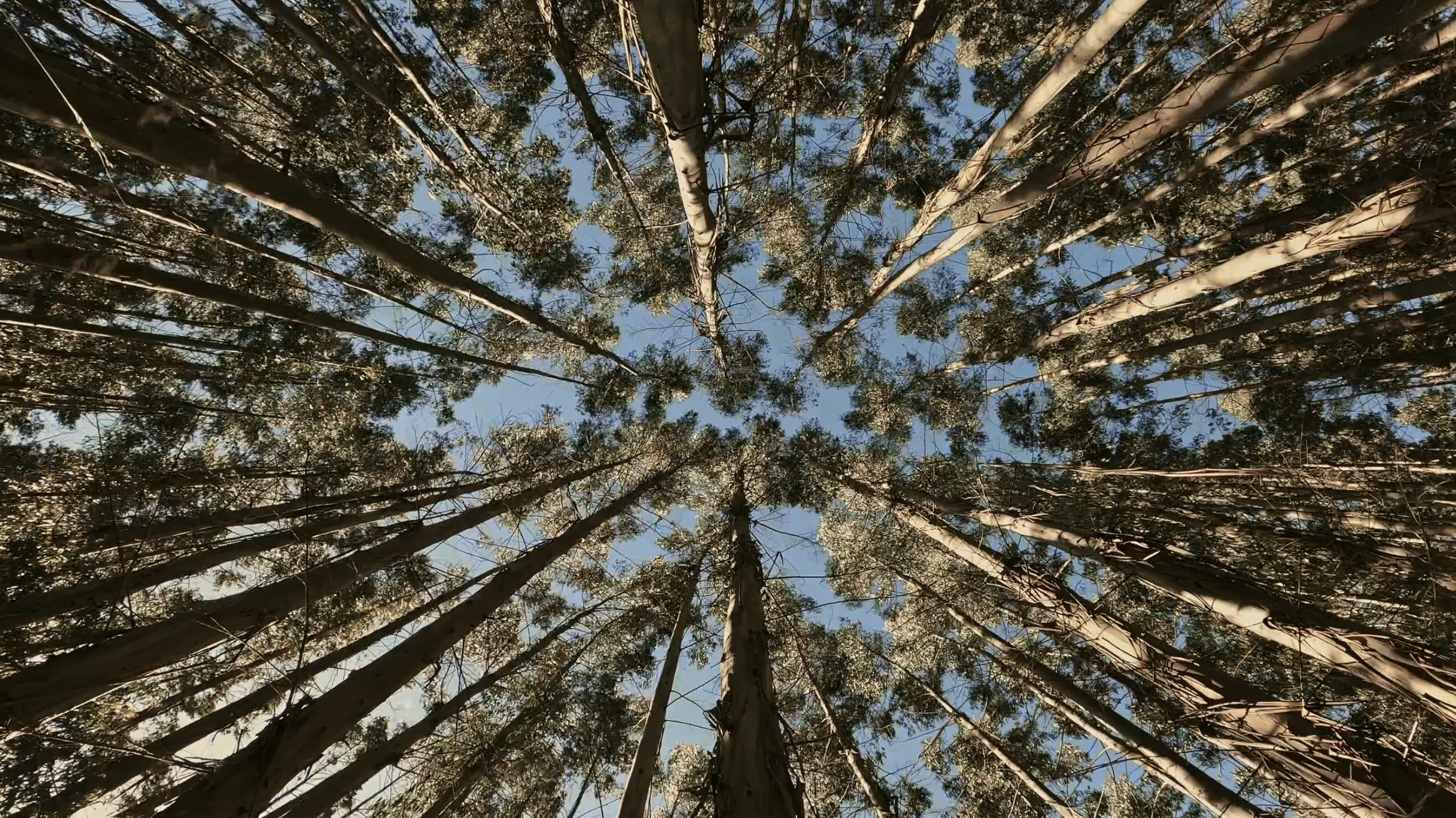 Levy Lai profile banner image